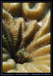 Little Blenny... :O)... by Michel Lonfat 